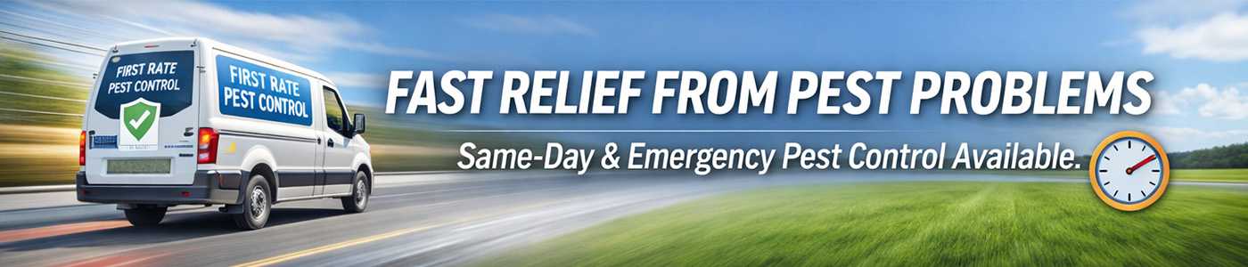 Affordable Bug Service Near Me in Lakewood, CO